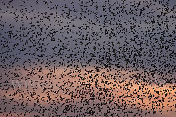 Star (Sturnus vulgaris)