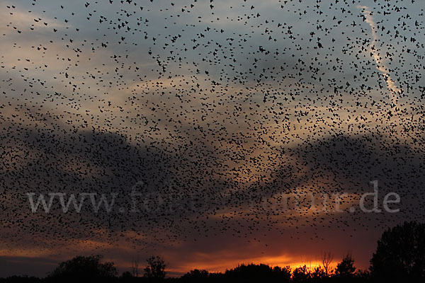 Star (Sturnus vulgaris)