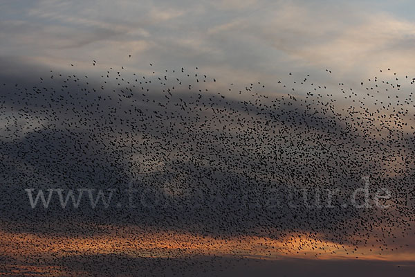 Star (Sturnus vulgaris)