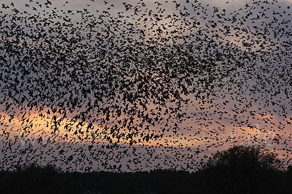 Star (Sturnus vulgaris)