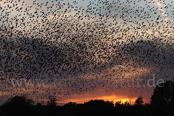 Star (Sturnus vulgaris)