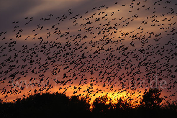 Star (Sturnus vulgaris)