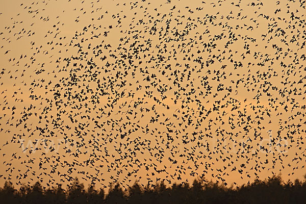 Star (Sturnus vulgaris)