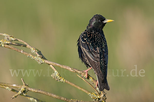 Star (Sturnus vulgaris)