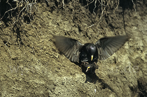 Star (Sturnus vulgaris)