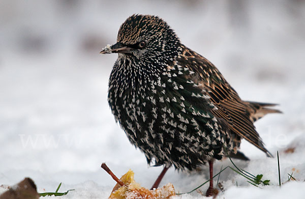 Star (Sturnus vulgaris)