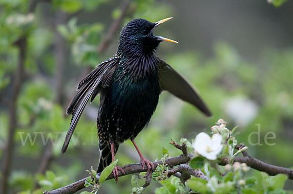 Star (Sturnus vulgaris)