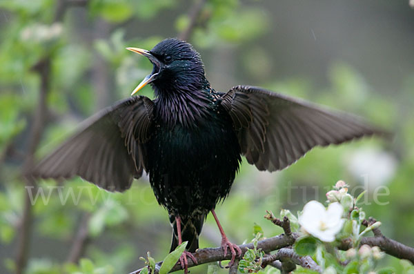 Star (Sturnus vulgaris)