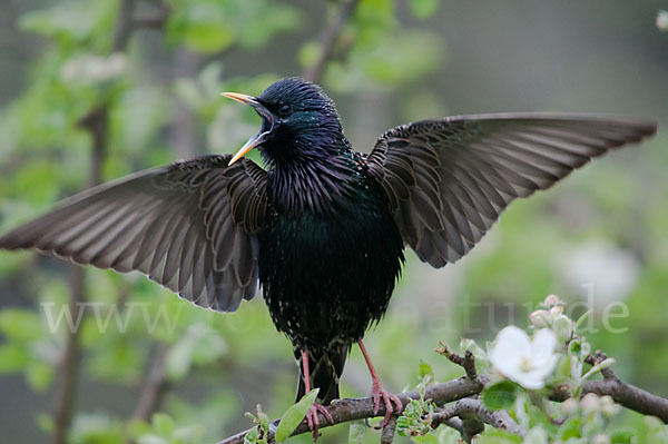 Star (Sturnus vulgaris)