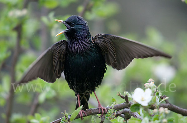 Star (Sturnus vulgaris)