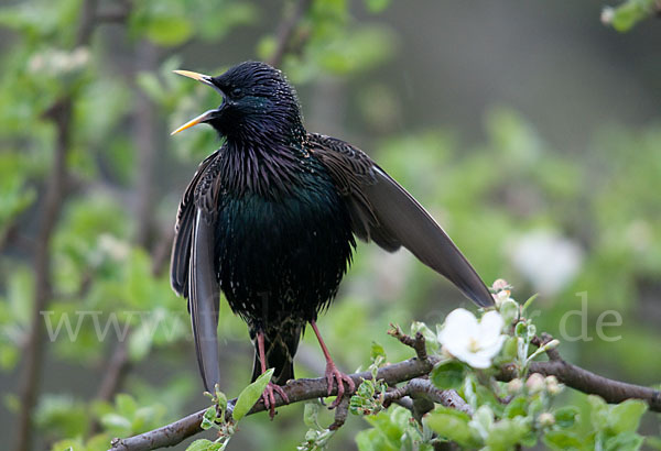 Star (Sturnus vulgaris)