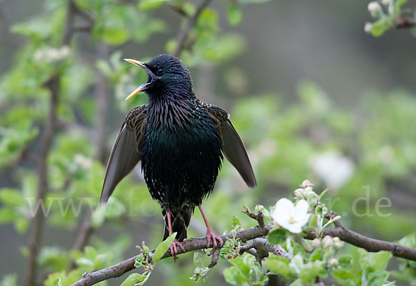 Star (Sturnus vulgaris)