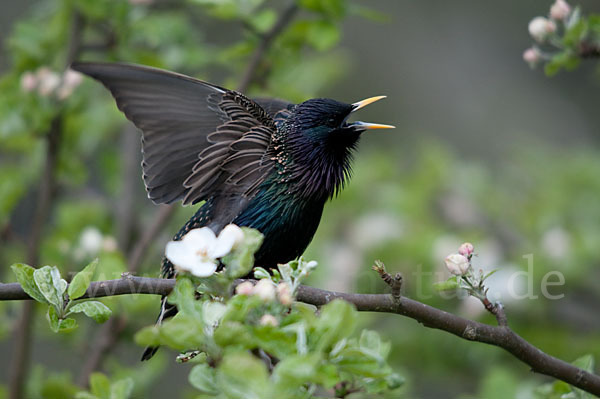 Star (Sturnus vulgaris)