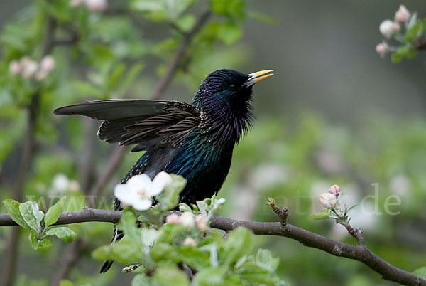 Star (Sturnus vulgaris)