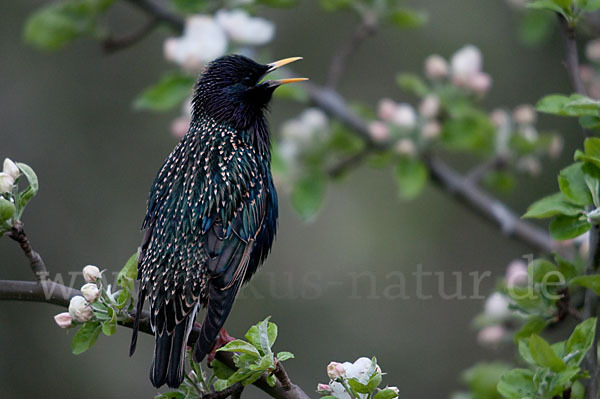 Star (Sturnus vulgaris)