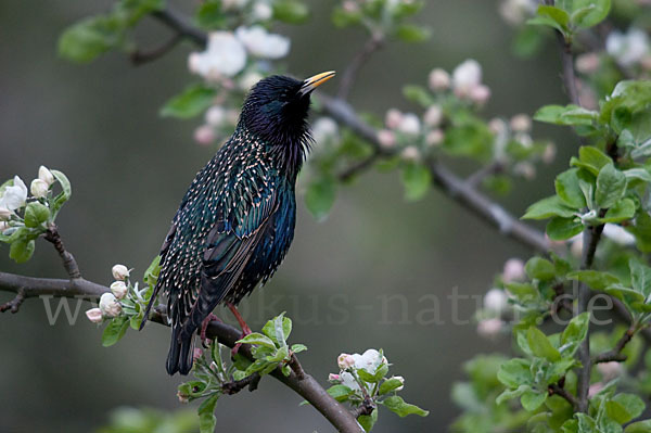 Star (Sturnus vulgaris)