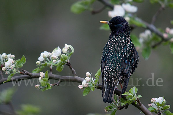 Star (Sturnus vulgaris)