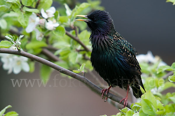 Star (Sturnus vulgaris)