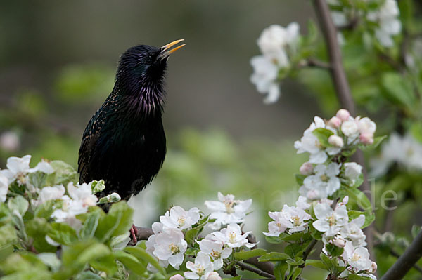 Star (Sturnus vulgaris)