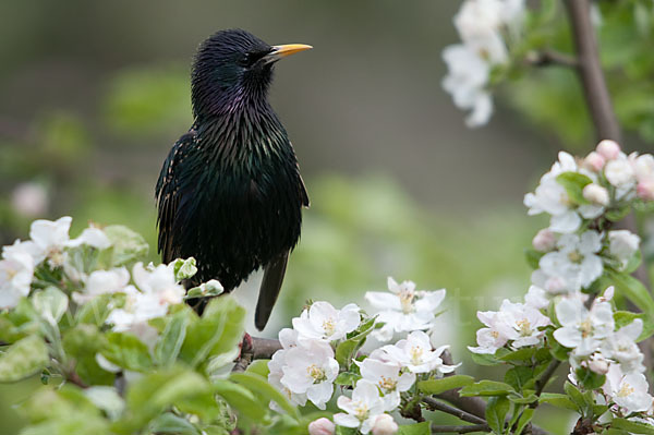 Star (Sturnus vulgaris)