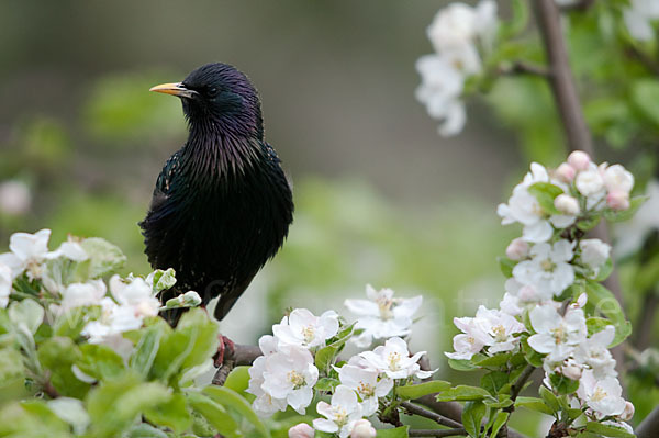 Star (Sturnus vulgaris)