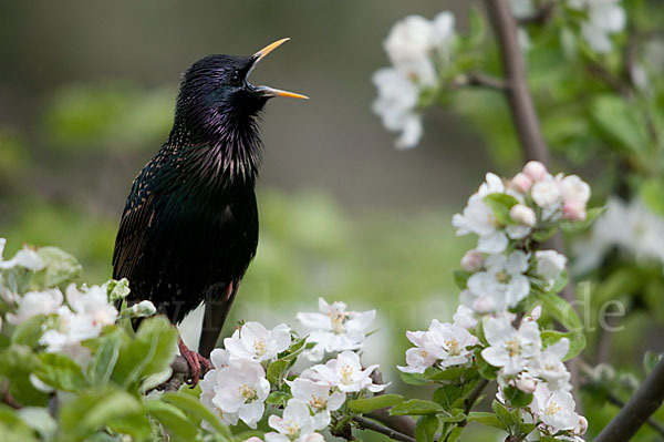 Star (Sturnus vulgaris)