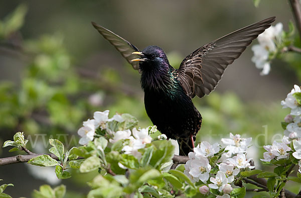 Star (Sturnus vulgaris)