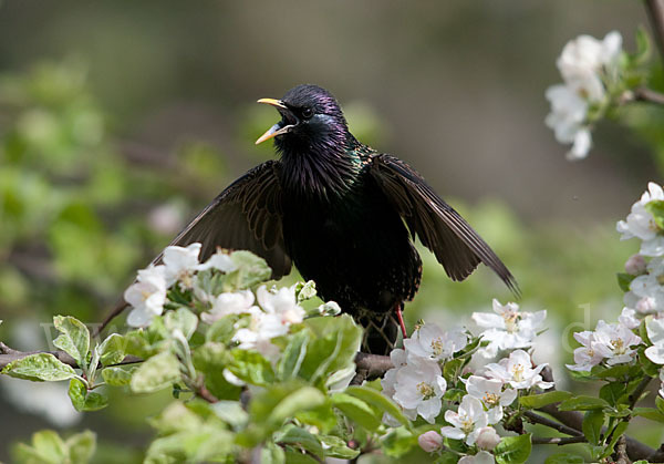 Star (Sturnus vulgaris)