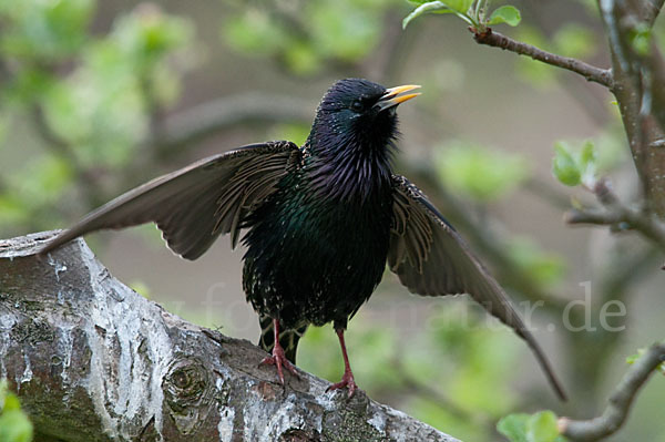 Star (Sturnus vulgaris)