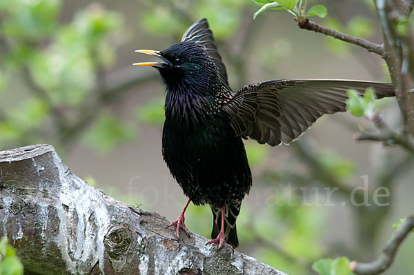 Star (Sturnus vulgaris)