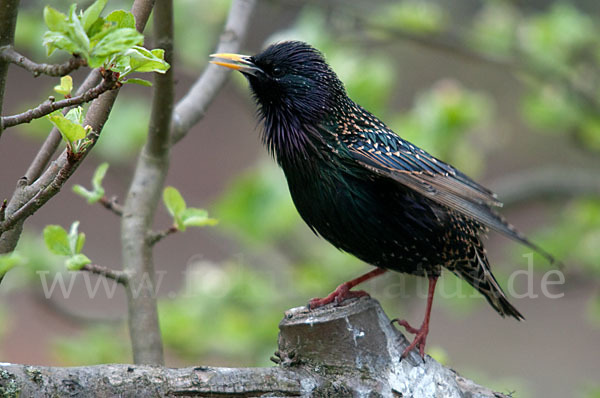 Star (Sturnus vulgaris)