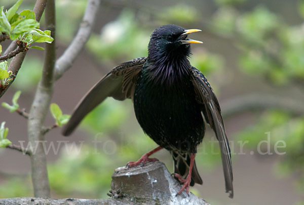 Star (Sturnus vulgaris)