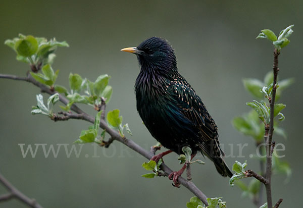 Star (Sturnus vulgaris)