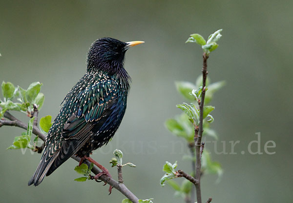 Star (Sturnus vulgaris)