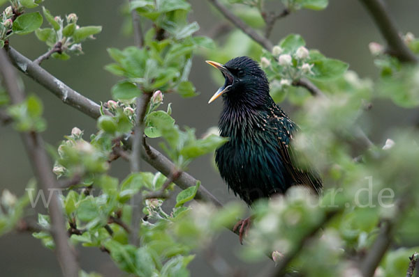 Star (Sturnus vulgaris)