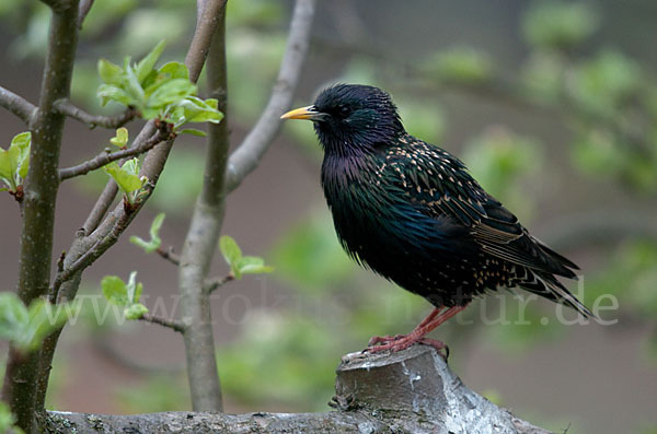 Star (Sturnus vulgaris)