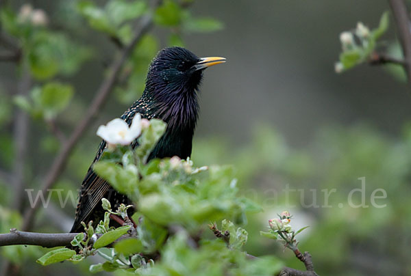 Star (Sturnus vulgaris)