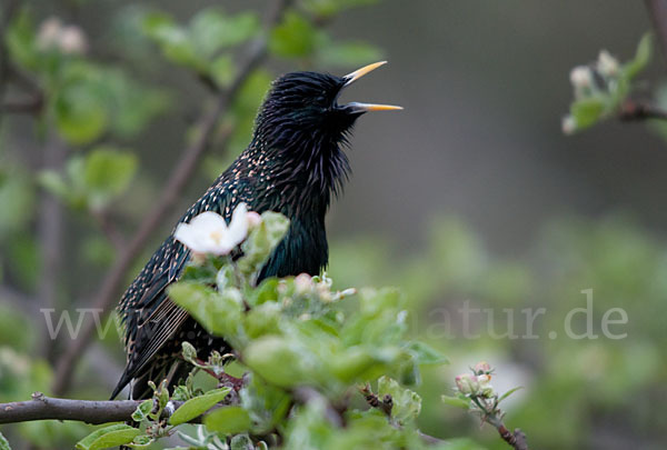 Star (Sturnus vulgaris)