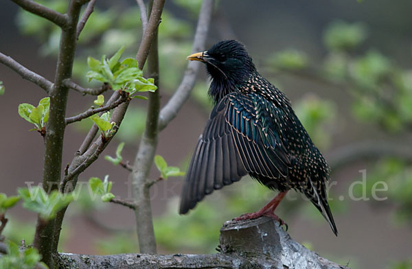 Star (Sturnus vulgaris)