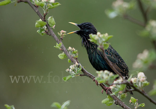 Star (Sturnus vulgaris)