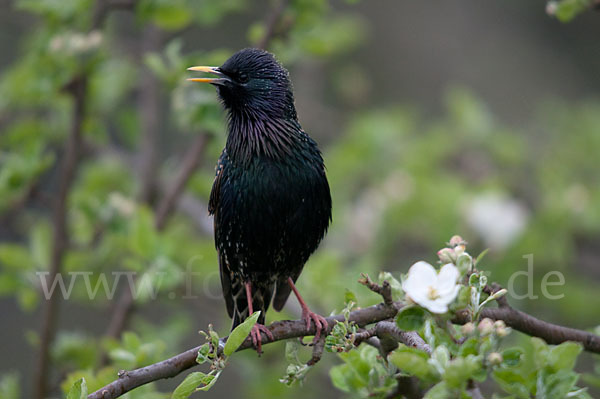 Star (Sturnus vulgaris)