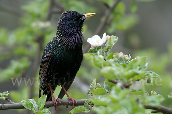 Star (Sturnus vulgaris)