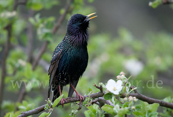 Star (Sturnus vulgaris)