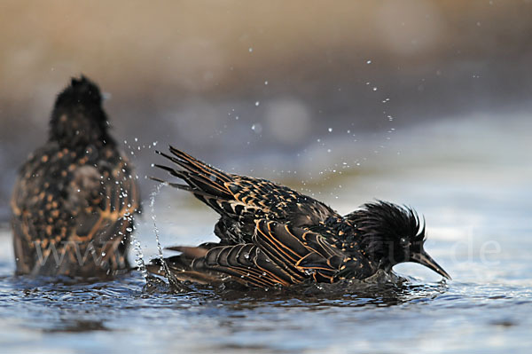 Star (Sturnus vulgaris)