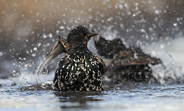 Star (Sturnus vulgaris)