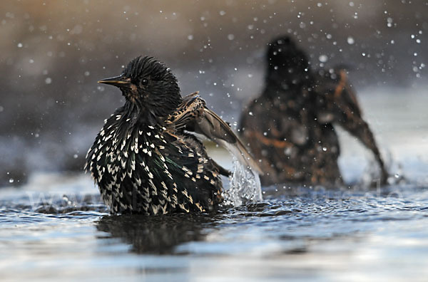 Star (Sturnus vulgaris)