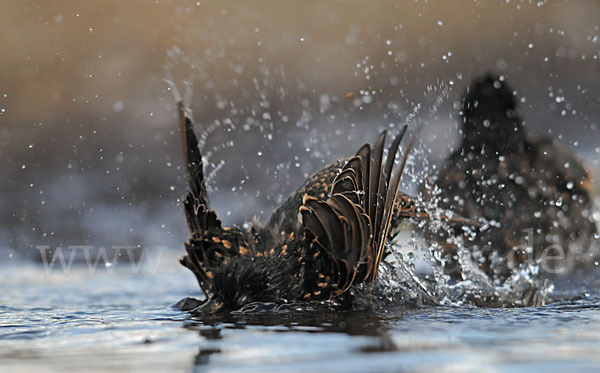 Star (Sturnus vulgaris)