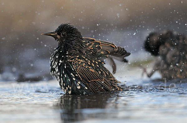 Star (Sturnus vulgaris)