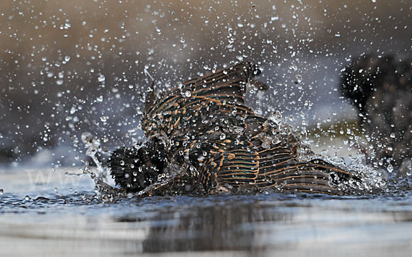 Star (Sturnus vulgaris)