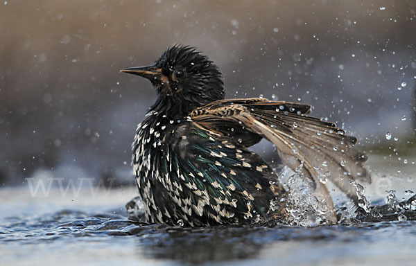 Star (Sturnus vulgaris)